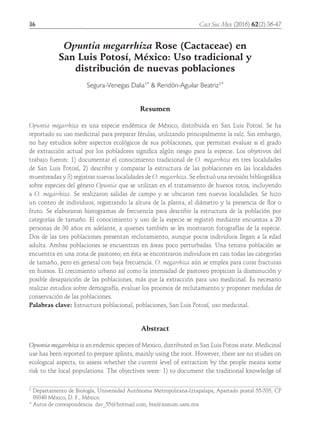 36	 Cact Suc Mex (2016) 62(2):36-47
Opuntia megarrhiza Rose (Cactaceae) en
San Luis Potosí, México: Uso tradicional y
distribución de nuevas poblaciones
Segura-Venegas Dalia1* & Rendón-Aguilar Beatriz1*
Resumen
Opuntia megarrhiza es una especie endémica de México, distribuida en San Luis Potosí. Se ha
reportado su uso medicinal para preparar férulas, utilizando principalmente la raíz. Sin embargo,
no hay estudios sobre aspectos ecológicos de sus poblaciones, que permitan evaluar si el grado
de extracción actual por los pobladores significa algún riesgo para la especie. Los objetivos del
trabajo fueron: 1) documentar el conocimiento tradicional de O. megarrhiza en tres localidades
de San Luis Potosí, 2) describir y comparar la estructura de las poblaciones en las localidades
muestreadas y 3) registrar nuevas localidades de O. megarrhiza. Se efectuó una revisión bibliográfica
sobre especies del género Opuntia que se utilizan en el tratamiento de huesos rotos, incluyendo
a O. megarrhiza. Se realizaron salidas de campo y se ubicaron tres nuevas localidades. Se hizo
un conteo de individuos, registrando la altura de la planta, el diámetro y la presencia de flor o
fruto. Se elaboraron histogramas de frecuencia para describir la estructura de la población por
categorías de tamaño. El conocimiento y uso de la especie se registró mediante encuestas a 20
personas de 30 años en adelante, a quienes también se les mostraron fotografías de la especie.
Dos de las tres poblaciones presentan reclutamiento, aunque pocos individuos llegan a la edad
adulta. Ambas poblaciones se encuentran en áreas poco perturbadas. Una tercera población se
encuentra en una zona de pastoreo; en ésta se encontraron individuos en casi todas las categorías
de tamaño, pero en general con baja frecuencia. O. megarrhiza aún se emplea para curar fracturas
en huesos. El crecimiento urbano así como la intensidad de pastoreo propician la disminución y
posible desaparición de las poblaciones, más que la extracción para uso medicinal. Es necesario
realizar estudios sobre demografía, evaluar los procesos de reclutamiento y proponer medidas de
conservación de las poblaciones.
Palabras clave: Estructura poblacional, poblaciones, San Luis Potosí, uso medicinal.
Abstract
Opuntia megarrhiza is an endemic species of Mexico, distributed in San Luis Potosi state. Medicinal
use has been reported to prepare splints, mainly using the root. However, there are no studies on
ecological aspects, to assess whether the current level of extraction by the people means some
risk to the local populations. The objectives were: 1) to document the traditional knowledge of
1 Departamento de Biología, Universidad Autónoma Metropolitana-Iztapalapa, Apartado postal 55-535, CP
09340 México, D. F., México.
* Autor de correspondencia: dsv_55@hotmail.com, bra@xanum.uam.mx
 