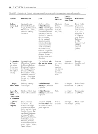 38	
CUADRO 1. Especies de Opuntia utilizadas para el tratamiento de huesos rotos y otras enfermedades.
Especie Distribución Uso
Parte
utilizada
Estatus
Ecológico
iucn 2015
Referencia
O. ficus-
indica (L.)
Mill
Aguascalientes,
Distrito Federal, Du-
rango, Puebla, Jalisco,
Michoacán, Oaxaca,
San Luis Potosí y
Zacatecas
Diabetes mellitus.
Soldar huesos
rotos, alimento para
ganado, suplemento
alimenticio, efectos
analgésicos, antiin-
flamatorio, prevenir
cáncer (ovario,
cérvix, vesícula),
desintoxicación
para mordidas por
serpientes, propie-
dades antioxidan-
tes, quemaduras,
edemas, indigestión,
hipercolesterolemia,
alergias, úlceras,
fatiga, reumatismo,
diurético
Cladodio,
frutos,
semillas,
tallo, flo-
res y raíz
Datos
insuficientes
Bravo-Hollis
y Scheinvar
(1999), Estra-
da-Castillón
et al. (2012),
Mangloire et
al. (2006) y
citas dentro,
Park et al.
(1998),
Tesoriere et al.
(2005) y
Zou et al.
(2005)
O. imbrica-
ta (Sinoni-
mia actual
Cylindropun-
tia imbricata
(Haw.) F.M.
Knuth)
Aguascalientes,
Chihuahua, Coahui-
la, Distrito Federal,
Durango, Guanajua-
to, Hidalgo, Jalisco,
Estado de México,
Nuevo León, Puebla,
Querétaro, San Luis
Potosí, Tamaulipas,
Zacatecas y Estados
Unidos
Tos, diabetes, sol-
dar huesos rotos,
diurético
Cáscara
del fruto,
fruto
maduro
sin cáscara
y parén-
quima del
tallo
Preocupa-
ción menor
Estrada-
Castillón et al.
(2012)
O. mega-
rrhiza Rose
San Luis Potosí y
Tamaulipas
Soldar huesos
rotos para personas
y ganado
Raíz En peligro
de extinción
Hernández et
al. (2001b)
O. pachy-
rrhiza H.M.
Herm.,
Gómez-Hin.
& Bárcenas
San Luis Potosí, Que-
rétaro y Nuevo León
Soldar huesos
rotos para personas
y ganado
Raíz En peligro
de extinción
Hernández et
al. (2001a)
O. phaea-
cantha
Engelm
Baja California,
Coahuila, Chi-
huahua, Durango,
Guanajuato, Nuevo
León, San Luis Potosí,
Sinaloa, Sonora, Ta-
maulipas, Zacatecas
y Estados Unidos
(Arizona, California,
Colorado, Kansas,
Missouri, Nevada,
Nuevo México, Okla-
homa, Dakota del sur,
Texas y Utah)
Abscesos, soldar
huesos rotos, inhi-
bición en bacterias
gram negativas
Raíz y
cladodio
Preocupa-
ción menor
Meza-Nivón
(2011)
 