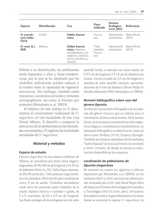 Vol. 61 No. 2 2016	39
Especie Distribución Uso
Parte
utilizada
Estatus
Ecológico
iucn 2015
Referencia
O. pseudo-
tuna Salm-
Dyck
Caribe Soldar huesos
rotos
Fruto y
raíz
Información
insuficiente
Meza-Nivón
(2011)
O. tuna (L.)
Mill
México Soldar huesos
rotos, abscesos,
antiparasitario, an-
tiséptico, catártico,
cistitis, diurético y
uretritis
Tallo,
cladodio,
fruto y
raíz
Información
insuficiente
Meza-Nivón
(2011)
Debido a su distribución, las poblaciones
están expuestas a altas y bajas tempera-
turas, por lo que se ha reportado que los
cladodios individuales pueden caducar y
el rizoma tiene la capacidad de regenerar
estructuras. Sin embargo, también están
expuestas a incendios naturales y procesos
antropogénicos, así como al forrajeo por
animales (Hernández et al. 2001b).
El objetivo de este trabajo es 1) docu-
mentar el conocimiento tradicional de O.
megarrhiza en tres localidades de San Luis
Potosí, México, 2) describir y comparar la
estructura de las poblaciones en las localida-
des muestreadas y 3) registrar las localidades
estudiadas de O. megarrhiza.
Material y métodos
Especie de estudio
Opuntia megarrhiza es una especie endémica de
México, se caracteriza por tener raíces largas y
engrosadas, de 30 a 60 cm de longitud y 5 a 10 cm
de diámetro (Fotos 1a, 1b). Tallos bajos, ramosos,
de 20 a 30 cm de alto. Tallo primario largo simila-
res a los cladodios, 30 cm de alto pero usualmente
corto, 6 cm de ancho. Cladodios secundarios
verde olivo en ocasiones rojizo alrededor de la
areola. Espinas blancas a castañas o grises, de
3 a 5, aciculares, de 0.5 a 3.5 cm de longitud.
Las flores emergen de los márgenes son de color
amarillo limón, a menudo con tinte rosado, de
3-5.5 cm de longitud; 2.5 a 6 cm de diámetro en
antesis. Frutos ovoides de 2.5 cm de longitud y
semillas de color amarillo cremoso, aproxima-
damente de 4 mm de diámetro (Bravo-Hollis &
Sánchez-Mejorada 1999; Hernándezetal. 2001b).
Revisión bibliográfica sobre usos del
género Opuntia
Se efectuó una revisión bibliográfica de las espe-
cies del género Opuntia que se utilizan para el
tratamiento de fracturas en huesos. De la misma
forma, se incluyeron conocimientos sobre aspec-
tos ecológicos, taxonómicos y etnobotánicos. La
búsqueda bibliográfica se realizó en las bases de
datos como: Redalyc, jstor, Scopus y Springer.
También se revisaron ejemplares de los herbarios
“Isidro Palacios” de San Luis Potosí (vía internet)
y mexu (unam), de donde se extrajo la infor-
mación disponible en las etiquetas.
Localización de poblaciones de
Opuntia megarrhiza
Se tomaron en cuenta los registros y colectas
reportados por Hernández et.al (2001b) en los
herbarios mexu y slpm, así como las observacio-
nes realizadas por el Dr. Joel David Reyes Silva
del Instituto Potosino de Investigación Científica
y Tecnológica (ipicyt) (com. pers.). Se hicieron
dos exploraciones y se georreferenciaron los sitios
donde se encontró la especie O. megarrhiza, en
 