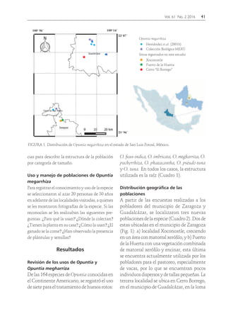 Vol. 61 No. 2 2016	41
Hernández et.al. (2001b)
Opuntia megarrhiza
Colección Biológica MEXU
Cerro “El Borrego”
Puerto de la Huerta
Xoconoxtle
Sitios registrados en este estudio
Hernández et.al. (2001b)
Opuntia megarrhiza
Colección Biológica MEXU
Cerro “El Borrego”
Puerto de la Huerta
Xoconoxtle
Sitios registrados en este estudio
FIGURA 1. Distribución de Opuntia megarrhiza en el estado de San Luis Potosí, México.
cias para describir la estructura de la población
por categoría de tamaño.
Uso y manejo de poblaciones de Opuntia
megarrhiza
Para registrar el conocimiento y uso de la especie
se seleccionaron al azar 20 personas de 30 años
en adelante de las localidades visitadas, a quienes
se les mostraron fotografías de la especie. Si las
reconocían se les realizaban las siguientes pre-
guntas: ¿Para qué la usan? ¿Dónde la colectan?
¿Tienen la planta en su casa? ¿Cómo la usan? ¿El
ganado se la come? ¿Han observado la presencia
de plántulas y semillas?
Resultados
Revisión de los usos de Opuntia y
Opuntia megharriza
De las 164 especies de Opuntia conocidas en
el Continente Americano, se registró el uso
de siete para el tratamiento de huesos rotos:
O. ficus-indica, O. imbricata, O. megharriza, O.
pachyrrhiza, O. phaeacantha, O. pseudo-tuna
y O. tuna. En todos los casos, la estructura
utilizada es la raíz (Cuadro 1).
Distribución geográfica de las
poblaciones
A partir de las encuestas realizadas a los
pobladores del municipio de Zaragoza y
Guadalcázar, se localizaron tres nuevas
poblaciones de la especie (Cuadro 2). Dos de
estas ubicadas en el municipio de Zaragoza
(Fig. 1): a) localidad Xoconoxtle, creciendo
en un área con matorral xerófilo, y b) Puerto
de la Huerta con una vegetación combinada
de matorral xerófilo y encinar, esta última
se encuentra actualmente utilizada por los
pobladores para el pastoreo, especialmente
de vacas, por lo que se encuentran pocos
individuos dispersos y de tallas pequeñas. La
tercera localidad se ubica en Cerro Borrego,
en el municipio de Guadalcázar, en la loma
 
