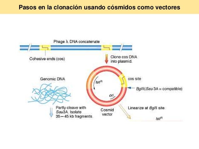 Cósmidos clonación vectorial