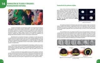 20 21
Cuandoenelperiódico,enlatelevisión,laradiooenlareddeinternetinforman
sobre personas que padecen alguna enfermedad, o que sufren algún accidente
que debilita o genera un mal funcionamiento en su organismo o que simplemente
no funciona alguno de sus órganos, a menudo añaden que se hacen necesarios los
donantes de órganos y tejidos. Desde el punto de vista individual, es posible que
conozcas a alguien que requiera alguna solución en el campo de la Medicina y la
Biología para atender problemas como los mencionados anteriormente.
Mundialmente los trasplantes de órganos constituyen un medio que permite
la sobrevivencia de muchas personas, pero los escasos donantes alargan las listas de
espera y muchos no logran acceder a esta solución. Una posible alternativa que surge
y brinda una esperanza para esta problemática, es el cultivo de tejidos y la utilización
de “células madres” con capacidad de formar nuevos tejidos y posibles órganos, que
puedan ser trasplantados.
La base de estas técnicas de bioingeniería o biomédicas, reside en los conoci-
mientos que se tienen, hasta el momento, de los procesos biológicos naturales como
la fecundación, la expresión genética, el desarrollo embrionario, la diferenciación ce-
lular, la regeneración, entre otros; algunos de los cuales has podido conocer en las
lecturas previas.
En ellas te mostramos de manera global el proceso de fecundación, control, de-
sarrollo y nacimiento de una nueva vida humana. En esta lectura, profundizaremos sobre
las células de los tejidos embrionarios primarios, producidas en el proceso de la gas-
trulación, y en dicho proceso como centro de formación de nuevos tejidos y órganos.
También podrás leer acerca del poder de regeneración que tienen algunos animales.
Formacióndelosprimerostejidos
Como vimos en lecturas anteriores, el ci-
goto se forma a partir de la unión del óvulo y del
espermatozoide, también pudiste leer sobre las
etapas que se llevan a cabo después de la fecun-
dación, es decir, la segmentación, y cómo a par-
tir del cigoto, la primera célula se divide en dos,
cuatro, ocho, dieciséis, treinta y dos células (ver
la figura 16. 1) y así sucesivamente hasta llegar a
las etapas del desarrollo embrionario: mórula,
blástula y gástrula.
Figura 16.1. Primeras divisiones celulares del cigoto
después de la fecundación.
En la gástrula se forman las llamadas capas germinales que darán origen a los distintos
tejidos y órganos del individuo. La gastrulación varía de un organismo a otro, pero algunos
principios son comunes a la mayoría de los seres vivos, por lo que podemos decir que lo que
ocurre en esta etapa es aplicable tanto a una estrella de mar, a una rana, un ave, como al propio
ser humano.
En las estrellas de mar, por ejemplo, durante el proceso de gastrulación se forma una
cavidad interna a partir de la movilización de las células de la blástula (ver figura 16.2). Para
comprender cómo se da este proceso, vamos a utilizar como ejemplo lo que ocurre cuando
llenamos parcialmente de aire un globo y luego tratamos de introducir el dedo por una de las
paredes sin romperlo. La porción del globo inflado que es impulsada por el dedo representaría
a la capa externa de células de la blástula que se movilizan al interior.
Figura 16. 2. Secuencia de fotografías mostrando la gastrulación (arriba). Esquema que representa la
gastrulación (abajo).
Formación de tejidos y órganos:
bioingeniería natural
16
 