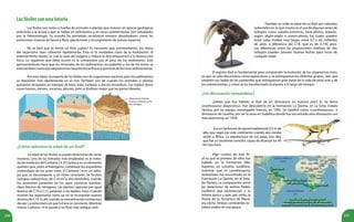 250 251
Losfósilessonunalotería
Los fósiles son restos o huellas de animales o plantas que vivieron en épocas geológicas
anteriores a la actual y que se hallan en sedimentos y en rocas sedimentarias. Son estudiados
por la Paleontología. Su estudio ha permitido reconstruir eventos devastadores como las
extinciones masivas de fauna y flora, glaciaciones y el surgimiento de nuevas especies.
No es fácil que se forme un fósil, ¿sabes? Es necesario que, primeramente, los restos
del organismo sean cubiertos rápidamente. Ésta es la verdadera clave de la fosilización: el
enterramiento rápido, lo cual lo aísla del oxígeno y reduce la descomposición y la destrucción
física. Lo siguiente que debe ocurrir es la compresión por el peso de los sedimentos. Este
aprisionamiento hace que los minerales de los sedimentos circundantes y los de los restos se
intercambien,hastaqueadquierenlascaracterísticasfísicasyquímicasdelasrocassedimentarias.
Por esta razón, la mayoría de los fósiles son de organismos marinos, pues los sedimentos
se depositan más rápidamente en el mar. También son de cuando los animales o plantas
quedaron atrapados en trampas de brea, lodo, turberas o arenas movedizas. Los tejidos duros
como huesos, dientes, escamas, plumas, pelo se fosilizan mejor que las partes blandas.
¿Cómo sabemos la edad de un fósil?
También se mide la edad de un fósil por métodos
radiométricos, lo que involucra el uso de algunas series de
isótopos como rubidio-estroncio, torio-plomo, potasio-
argón, argón-argón o uranio-plomo, los cuales pueden
tener vidas medias muy largas, entre 0,7 y 4,6 millardos
de años, a diferencia del C14, que es de 5.730 años.
Las diferencias entre las proporciones relativas de dos
isótopos pueden proveer buenas fechas para rocas de
cualquier edad.
El registro fósil es fundamental para comprender la evolución de los organismos vivos,
ya que no sólo documenta cómo aparecieron o se extinguieron los distintos grupos, sino que
también nos habla de las catástrofes que extinguieron gran parte de la vida de otras eras y de
los sobrevivientes, y cómo se ha transformado el planeta a lo largo del tiempo.
¿Un dinosaurio venezolano?
¿Sabías que fue hallado el fósil de un dinosaurio en nuestro país? Sí. Se llama
Lesothosaurus diagnosticus. Fue descubierto en la Formación La Quinta, en La Grita, Estado
Táchira, por un equipo investigador francés, en 1992. Se clasificó cómo «Lesothosaurus», o
dinosaurio de Lesotho, por ser la zona en Sudáfrica donde fue encontrado otro dinosaurio con
esta taxonomía, en 1978.
Algo curioso de este fó-
sil es que el primero de ellos fue
hallado en la Formación Ellio
Superior, en Lesotho, Sudáfrica,
mientras que el Lesothosaurus
venezolano fue encontrado en la
Formación La Quinta, en el Esta-
do Táchira. La comparación entre
las dataciones de ambos fósiles
confirmó que pertenecían a la
misma época y que, por ende, la
Teoría de la Tectónica de Placas
era cierta. Ambos continentes es-
taban unidos en esa época.
Era un herbívoro de aproximadamente 0,5 m de
alto, que vagó por este continente cuando aún estaba
unido a África. La arquitectura de sus patas nos dice
que fue un excelente corredor, capaz de alcanzar los 40
Km por hora.
Afloramiento fósil: los
terrenos cubiertos por el
mar emergen.
La edad de los fósiles se puede determinar de varias
maneras. Uno de los métodos más empleados es el méto-
do de medición del Carbono 14. El Carbono es un elemento
químico que, junto al hidrógeno, constituye los esqueletos
moleculares de los seres vivos. El Carbono 14 es un isóto-
po que se descompone a un ritmo constante. Se forman
isótopos radioactivos de C14 en la alta atmósfera, cuando
los neutrones presentes en los rayos cósmicos bombar-
dean átomos de nitrógeno. Las plantas capturan por igual
átomos de C14 o C12, pasando a los tejidos vivos. Cuando
mueren los organismos vivos, ya no se incorporan nuevos
átomos de C14. Es ahí cuando su concentración comienza a
decaer. La velocidad con que lo hace es constante. Mientras
menos Carbono 14 le quede a un fósil, más antiguo será.
 