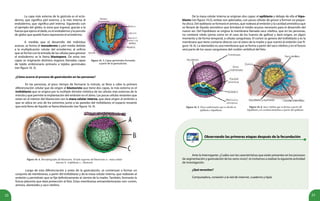 22 23
La capa más externa de la gástrula es el ecto-
dermo, que significa piel externa, y la más interna el
endodermo, que significa piel interna. Siguiendo con
el ejemplo del globo, la zona que ingresó, gracias a la
fuerza que ejerce el dedo, es el endodermo y la porción
de globo que quedó fuera representa el ectodermo.
A medida que el desarrollo del individuo
avanza, se forma el mesodermo o piel media debido
a la multiplicación celular del ectodermo; al orificio
que se formó con la entrada de las células para generar
el endodermo se le llama blastoporo. De estas tres
capas se originarán distintos órganos llamadas capas
de tejido embrionario primario o tejidos germinales
(ver figura 16. 3).
Figura 16. 3. Capas germinales formadas
a partir de la gastrulación.
¿Cómo ocurre el proceso de gastrulación en las personas?
En las personas, al poco tiempo de formarse la mórula, se lleva a cabo la primera
diferenciación celular que da origen al blastocisto que tiene dos capas, la más externa es el
trofoblasto que se origina por la múltiple división mitótica de las células más externas de la
mórula y que permite la implantación del embrión en el útero. Las pocas células restantes que
están en el interior del blastocisto son la masa celular interna, que dará origen al embrión y
que se ubica en uno de los extremos junto a las paredes del trofoblasto; el espacio restante
que está lleno de líquido se llama blastocele (ver figura 16. 4).
Figura 16. 4. Microfotografía del blastocisto. Al lado esquema del blastocisto: a.- masa celular
interna; b.- trofoblasto; c.- blastocele.
Luego de esta diferenciación y antes de la gastrulación, se comienzan a formar un
conjunto de membranas, a partir del trofoblasto y de la masa celular interna, que rodearán al
embrión y permitirán que se fije definitivamente al vientre de la madre. También, formarán la
futura placenta que dará protección al feto. Estas membranas extraembrionarias son: corion,
amnios, alantoides y saco vitelino.
De la masa celular interna se originan dos capas: el epiblasto y debajo de ella el hipo-
blasto (ver figura 16.5); ambas son aplanadas, con pocas células de grosor y forman un peque-
ño disco. Del epiblasto se formará el amnios, que rodeará al embrión y la cavidad amniótica que
se llenará de líquido amniótico que brindará el medio acuoso necesario para el desarrollo del
nuevo ser. Del hipoblasto se origina la membrana llamada saco vitelino, que en las personas,
no contiene vitelo (yema como en el caso de los huevos de gallina) y dará origen, en algún
momento y de forma temporal, a células sanguíneas. El corion se genera del trofoblasto y es la
membrana que tiene contacto directo con el útero de la madre y que nutrirá al embrión (ver fi-
gura 16. 6). La alantoides es una membrana que se forma a partir del saco vitelino y en el futuro
será parte de los vasos sanguíneos del cordón umbilical del feto.
Figura 16. 5. Disco embrionario que se divide en
epiblasto e hipoblasto.
Figura 16. 6. Saco vitelino que se forma a partir del
hipoblasto y la cavidad amniótica a partir del epiblasto.
Observando las primeras etapas después de la fecundación
Ante la interrogante: ¿Cuáles son las características que están presentes en los procesos
de segmentación y gastrulación de los seres vivos?, te invitamos a realizar la siguiente actividad
de investigación.
¿Qué necesitas?
Computadora, conexión a la red de internet, cuaderno y lápiz.
 