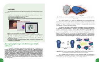 24 25
http://www.solociencia.com/videos/online/desarrollo-embrionario-hasta-
blastocisto/q97JH-LZovg&feature=youtube_gdata/
http://www.curtisbiologia.com/node/1489
http://recursos.cnice.mec.es/biosfera/profesor/animaciones/Desarrollo_
embrionario.gif
•
•
•
•
•
•
Observa con detenimiento cada una de las animaciones y el video.
Toma nota de las palabras que no conoces y consulta cualquier fuente de información
(la red de internet, libros, otras) para esclarecer su significado. Trata de identificar
etapas, procesos, diferencias y similitudes entre la información que te aportan las
animaciones y el video.
Construye un cuadro informativo, tríptico, cartel, entre otros, y preséntalo a tus
compañeras y compañeros.
¿Quéórganosytejidossurgendelasdistintascapasdetejido
embrionario?
El proceso de la gastrulación comienza en el epiblasto (éste será el ectodermo en el
embrión) que tiene forma de disco aplanado. El primer evento que se da es la formación de
un engrosamiento lineal, desde el centro del disco hacia la zona que formará las extremidades
inferiores (piernas y pies), por el movimiento de las células del epiblasto, esto es similar a tomar
un disco de plastilina y con los dedos desplazar porciones de ésta hacia el centro, hasta formar
una línea. El abultamiento de plastilina en el centro es similar a lo que se llama línea primitiva.
En dicha línea se forma un surco o canal, llamado surco primitivo, por donde se desplazarán las
células del epiblasto, en dirección al hipoblasto, y formarán dos nuevas capas (el mesodermo
y el endodermo). La línea primitiva es similar al blastoporo en la gastrulación de la estrella de
mar. (Ver figura 16. 7).
Figura 16 7. A la izquierda una microfotografía en la que puedes observar el disco embrionario con la línea primitiva
y el surco primitivo, visto desde arriba. A la derecha un esquema que muestra cómo migran las células del ectodermo al
espacio interno.
En la lectura anterior, de este mismo año, titulada “Los genes controlan el desarrollo
en los seres vivos”, pudiste estudiar cómo el conjunto de las capas germinales dará forma a las
distintas partes de nuestro cuerpo; entonces tuviste la oportunidad de conocer cuáles sistemas
y órganos se originan de las capas germinales del embrión. En esta lectura vamos a describir,
como ejemplo, la formación del sistema nervioso.
La zona que dará origen al sistema nervioso, en el embrión de aves y en los humanos,
se ubica antes de la línea primitiva, es decir, en la parte superior del epiblasto que formará
la cabeza. El proceso inicia cuando un grupo de células del ectodermo (antes epiblasto) se
diferencian tomando un aspecto engrosado y forman la llamada placa neural, los bordes de ésta
comienzan a elevarse y el centro de la misma a hundirse. Avanzado este proceso, los bordes de
la placa se encuentran y se unen, formando un tubo hueco que se llama tubo neural, que en un
futuro formará el encéfalo y la médula espinal del organismo. Dicho tubo se desprenderá del
resto del ectodermo y este último dará origen a la piel, entre otras estructuras. (Ver figura 16.8).
Figura 16. 8. Al lado izquierdo se representa al embrión visto desde arriba; ubica la placa neural y la línea primitiva. A
la derecha puedes ver otro esquema donde se indica cómo se forma el tubo neural.
En la siguiente imagen (ver figura 16. 9) podrás observar los tejidos que darán origen a
distintos órganos en el embrión en crecimiento. Toma en cuenta que el color azul representa el
ectodermo, el color rojo o rosado al mesodermo y el amarillo al endodermo.
¿Cómo lo harás?
Visualiza las animaciones y el video que contienen las siguientes direcciones
electrónicas.
 