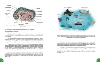 26 27
Figura 16. 9. Observa las distintas capas de tejido germinal y los órganos que en un futuro se formarán en el
pequeño embrión.
Lastrescapasgerminalesoriginantodoslosórganos
deunindividuohumano
¿Qué te parece el hecho de que una sola célula después de varias divisiones produzca
una persona completa? Seguro te parecerá extraordinario, fascinante o increíble, pero esto
es una realidad.
Una vez que hemos conocido los procesos de segmentación, gastrulación y cómo, a
partirdeestaúltimaetapa,seproducenlascapasgerminalesprimarias:ectodermo,mesodermo
y endodermo, que se diversifican para constituir los diferentes órganos, vamos a describir a la
organogénesis, es decir, el proceso que da origen a los órganos en distintos animales.
Al igual que las otras etapas y procesos del desarrollo, la diferenciación celular se
fundamenta en la expresión de los genes. En épocas pasadas, se pensaba que la diferenciación
se debía a la pérdida de genes y que esta pérdida impedía la transformación de una célula en
otra. Más adelante se realizaron investigaciones que comprobaron lo contrario, es decir, que
todas las células diferenciadas mantienen todos los genes, lo que sucede es que algunos se
expresan y otros no; en esto radica la diferenciación.
La clonación es un ejemplo de la expresión de la información contenida en los genes.
En el siguiente esquema puedes observar el proceso de clonación de una rana, que demuestra
cómo el aporte de la información contenida en el genoma del núcleo donante de una célula
ya diferenciada, es determinante en la formación de todo un nuevo e idéntico individuo (ver
figura 16.10).
Figura 16. 10. Esquema del proceso de clonación de una rana. De la rana verdosa se obtiene un óvulo al que se le extrae
el núcleo. Del renacuajo de otra rana, se extrae el núcleo del intestino y se coloca en el óvulo vacío. El resultado es una
rana albina igual a la que aporta el núcleo (material genético).
Otro proceso importante demuestra cómo las células se comunican y se diferencian es
el de la producción celular de sustancias químicas llamadas morfógenos, y que están dirigidas a
otras células. El efecto de estas sustancias es hacer que la célula receptora active los genes que
la transformarán en el mismo tipo celular que la emisora de la sustancia.
Este hecho se comprobó con un experimento muy ingenioso, que consistió en injertar
un trozo de embrión de rana a otro embrión de la misma especie. El trozo injertado creció
(formó una doble gástrula) e influyó a las células de sus alrededores formando un individuo
dentro del otro. Como resultado se obtuvo un renacuajo doble, con dos cabezas y dos colas
(ver figura 16.11).
 