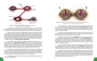28 29
Figura 16. 11. Procedimiento llevado a cabo para obtener renacuajos dobles en el que
se evidencia la actividad de los morfógenos.
La influencia de los morfógenos tiene un gradiente de acción, es decir, mientras más
cerca esté una de estas sustancias de la célula, mayor va a ser la influencia, y mientras más aleja-
da se encuentre, el efecto será diferente por la poca concentración de la mencionada sustancia.
Esta idea es similar a acercarse a una fogata, mientras más cerca más caliente y a mayor
distancia menos caliente. Los resultados de ciertos experimentos han demostrado que algunos
genes requieren concentraciones altas de morfógenos para activarse, mientras que otros genes
pueden activarse incluso a bajas concentraciones. Esto reviste importancia en la diferenciación,
porque a lo largo del área donde tienen influencia estos compuestos químicos se producirán
así variados tipos de células, que darán origen a distintos tejidos y órganos. Notemos que los
morfógenos actúan como señales celulares de largo alcance.
Otro mecanismo que contribuye a la agrupación de células del mismo tipo y a su
desplazamiento, son las señales de corto alcance que requieren el contacto y la cercanía
entre las células. Estas señales activan genes que producen proteína de reconocimiento y de
adhesión (unión), que les permiten a las células unirse a tipos iguales o separarse de tipos
diferentes. También, generan un efecto de cambio de forma sobre las células que les permite a
estas movilizarse en la dirección deseada, gracias a pseudópodos como los de la ameba.
Un ejemplo de lo antes señalado es la formación de los nervios en un embrión, que
ocurre por las señales de corto alcance, donde las células se van desplazando, alargándose y
se fijan en los lugares de ubicación del nervio en el adulto. Es por ello que los médicos pueden
conocer en nosotros la anatomía, porque si fuese diferente en cada persona serían complicadas
las operaciones y tendría que estudiarse desde cero a cada uno de nosotros.
Recuerda que los patrones están establecidos en el material genético, es decir en el
genoma de cada individuo.
Figura 16. 12. En la figura A puedes observar la posición en la que se encuentran los órganos normalmente.
En la figura B observa la inversión en la posición de los órganos.
Esto no significa que no puedan existir errores e influencia del ambiente externo en la
ejecución de estos mecanismos, un ejemplo es el trastorno llamado situs inversus (ver figura
16.12) en el que el estómago, el hígado y las vísceras, entre otros órganos, se ubican al lado
contrario de donde normalmente están, si es el hígado, que está ubicado del lado derecho,
ahora estará del lado izquierdo.
Este trastorno se origina cuando los morfógenos no actúan correctamente y los órganos
que deberían formarse al lado derecho del cuerpo en el embrión, se forman al lado izquierdo,
debido a señales químicas que son enviadas al lugar incorrecto.
¿Recuerdas el significado del término morfogénesis?: proceso que permite al embrión
tener las estructuras y formas adecuadas para cada tipo de ser vivo. La morfogénesis permite
el alargamiento o acortamiento de los tejidos, así como el crecimiento o decrecimiento de
diferentes zonas. El proceso se basa en la diferenciación de las células, su desplazamiento,
formación de grupos, crecimiento o división celular, cambios de forma, entre otros, y tiene su
origen en la información genética.
Para que se logre la formación de cada uno de los órganos y estructuras del cuerpo de
un organismo en particular, se debe además llevar a cabo la apoptosis, que significa muerte
celular.Te invitamos a conocer cuál es el papel de la apoptosis durante la morfogénesis. Para
entender este proceso, veamos cómo ocurre la formación de las manos en los seres humanos.
El proceso se inicia en las estructuras del embrión que darán origen a las manos, dichas
estructuras tienen forma de remo o abanico, debido a que los dedos están unidos entre sí por
una membrana. Las células que forman dicha membrana reciben información de otras células
a través de sustancias químicas, que las inducen a producir enzimas que las autodigieren y al
final le producen la muerte. De esta manera, la membrana se va reduciendo de tamaño hasta
dejar libres a los dedos entre sí (ver figura 16.13).
 