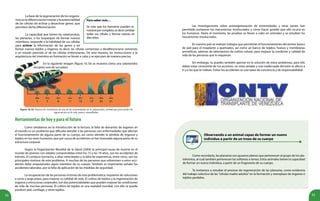 32 33
Para saber más…
Se cree que los humanos pueden re-
novarseporcompleto,esdecircambiar
todas sus células y formar nuevas en
diez años.
La base de la regeneración de los organis-
mos es la diferenciación celular y la potencialidad
de las células de activar y desactivar genes, que
permiten dicha diferenciación.
La capacidad que tienen las salamandras,
las planarias, o los tuqueques de formar nuevos
miembros, responde a la habilidad de sus células
para activar la información de los genes y así
formar nuevos tejidos y órganos, es decir, las células comienzan a desdiferenciarse volviendo
a un estado parecido al de las células embrionarias. De esta manera, las instrucciones y la
arquitectura del miembro en formación se llevan a cabo y se ejecutan de manera precisa.
Figura 16.16. Proceso de crecimiento de una de las extremidades de la salamandra, animal que posee poder de
regeneración en la cola, patas y mandíbulas.
Herramientasdehoyyparaelfuturo
Como señalamos en la introducción de la lectura, la falta de donantes de órganos en
el mundo es un problema que dificulta atender a las personas con enfermedades que afectan
el funcionamiento de alguna parte de su cuerpo, así como atender la pérdida de órganos y
tejidos en los seres humanos, que por causa de accidentes se han lesionado alguna parte de su
estructura corporal.
Según la Organización Mundial de la Salud (2004) la principal causa de muerte en el
mundo de jóvenes con edades comprendidas entre los 15 y los 19 años, son los accidentes de
tránsito. El conducir borracho, a altas velocidades y la falta de experiencia, entre otros, son los
principales motivos de este problema. A muchas de las personas que sobreviven a estos acci-
dentes debe amputárseles algún miembro de su cuerpo. También es importante señalar los
accidentes laborales, por la falta de aplicación de las medidas de seguridad.
La recuperación de las personas víctimas de esta problemática, requieren de soluciones
a corto y largo plazo, para mejorar su calidad de vida. El cultivo de tejidos y la regeneración de
órganos y estructuras corporales, son dos potencialidades que pueden mejorar las condiciones
de vida de muchas personas. El cultivo de tejidos es una realidad mundial, con ello se puede
producir piel, cartílago, y otros tejidos.
Las investigaciones sobre autoregeneración de extremidades y otras partes han
permitido esclarecer los mecanismos involucrados y cómo hacer posible que ello ocurra en
los humanos. Hasta el momento, las pruebas se llevan a cabo en animales y se estudian los
mecanismos involucrados.
En nuestro país se realizan trabajos que permitirán el funcionamiento del primer banco
de piel para el trasplante a quemados, así como un banco de tejidos, huesos y membranas
amnióticas, además de laboratorios de cultivo celular, para mejorar la condición y calidad de
vida de las personas que lo requieran.
Sin embargo, tú puedes también aportar en la solución de estos problemas, para ello
debes estar consciente de tus acciones, no vives aislado y una inadecuada decisión te afecta a
ti y a los que te rodean. Evitar los accidentes es una tarea de conciencia y de responsabilidad.
Observando a un animal capaz de formar un nuevo
individuo a partir de un trozo de su cuerpo
Como recordarás, las planarias son gusanos planos que pertenecen al grupo de los pla-
telmintos, al cual también pertenecen las solitarias o tenias. Estos animales tienen la capacidad
de formar un nuevo individuo, a partir de un fragmento de su cuerpo.
Te invitamos a estudiar el proceso de regeneración de las planarias, como evidencia
del trabajo colectivo de las ”células madre adultas”en la formación y reemplazo de órganos o
tejidos perdidos.
En la siguiente imagen (figura 16.16) se muestra cómo una salamandra
recupera una de sus patas:
 