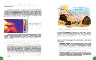 40 41
Los organismos han desarrollado distintas maneras de regular su temperatura para po-
der mantenerse vivos y activos a pesar de las variaciones. Como mencionamos en párrafos ante-
riores, algunos organismos pueden conformar su temperatura con la del medio ambiente, por
lo que se les denomina poiquilotermos (del griego poikilos, «múltiple»). Cuando se trata de
animales, también se les conoce como“animales de sangre fría”. Los llamados“animales de san-
gre caliente”(aves y mamíferos), en cambio, regulan su temperatura de modo que ésta perma-
nece más o menos constante a pesar de las variaciones ambientales; también se les denomina
homeotermos ( del griego homeo, « el mismo »). (figura 17.2).
Esta clasificación tradicional, sin embargo, es bastante ambigua, ya que hay animales
poiquilotermos (como algunas lagartijas) que mantienen su temperatura más o menos
constante, y homeotermos (como marmotas, tejones y murciélagos) que durante el invierno
entran en un estado de hibernación y bajan su temperatura hasta un valor cercano a la
temperatura ambiental.
Para evitar posibles confusiones, actualmente se describe el comportamiento térmico
de los organismos de acuerdo a cómo adquieren su calor corporal:
Los ectotermos (“temperatura o calor desde afuera”) adquieren energía térmica prin-
cipalmente desde el ambiente externo. Tienen tasas bajas de producción metabólica
de esta energía y la pierden rápidamente, por lo que su temperatura está condicionada
por el intercambio con el medio. Ejemplos de ectotermos son los invertebrados, peces,
anfibios y reptiles, además de las plantas. La mayoría de los ectotermos acuáticos man-
tienen una temperatura corporal igual a la temperatura del medio acuoso externo; en
ese caso, se les considera poiquilotermos. Por el contrario, los ectotermos terrestres,
como los reptiles, regulan su temperatura corporal controlando la cantidad de ener-
gía que captan del exterior. Algunos de ellos logran mantener su temperatura corporal
más o menos constante desarrollando diferentes comportamientos, como: buscando
refugio cuando la temperatura es muy elevada o calentándose al sol cuando es muy fría
(figura 17. 3).
•
•
•
•
•
Figura 17.3. La lagartija regula su temperatura intercambiando energía con el medio, buscando refugio
en la sombra o calentándose al sol, de modo que la temperatura de su cuerpo se mantiene a 37 °C.
Los organismos endotermos (“temperatura o calor desde dentro”) regulan su
temperatura mediante la producción de energía térmica dentro del propio cuerpo.
Tienen tasas altas de producción metabólica de esta energía, por lo que pueden generar
y mantener su propia temperatura. Son endotermos las aves y los mamíferos, los cuales
son buenos homeotermos.
Los denominados heterotermos son organismos que regulan la temperatura del
cuerpo mediante ectotermia en algunos momentos y endotermia en otros. Podemos
distinguir entre:
Heterotermos regionales: algunos poiquilotermos pueden conseguir elevadas
temperaturas del centro del cuerpo mediante actividad muscular. Es el caso del
atún, el pez espada y el tiburón peregrino, que desarrollan endotermia en regiones
del cuerpo como los músculos nadadores y el cerebro; muchos insectos voladores
grandes que desarrollan endotermia en el tórax; e insectos sociales, como abejas
y avispas, que son capaces de mantener estable la temperatura de la colmena
mediante el esfuerzo de toda la colonia (aleteando o agrupándose).
Heterotermos temporales: algunos homeotermos son capaces de disminuir su
temperatura hasta un valor cercano a la ambiental durante un período de tiempo,
ya sea diario o estacional (letargo, hibernación y estivación). De esta forma ahorran
mucha energía, al evitar la homeotermia temporalmente.
Figura 17.2. En esta imagen infrarroja
se muestra que el tuqueque, un animal
poiquilotermo, tiene una temperatura (en
grados Farenheit) cercana a la del am-
biente, en contraste con el humano que lo
sostiene (un homeotermo), cuya tempera-
tura es mucho mayor.
Los seres vivos se ajustan de diferentes formas a las variaciones
de temperatura
 