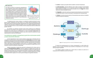 42 43
Para saber más…
Casi todas las plantas son ectotermos poiquilotermos.
Por consiguiente, poseen diversas adaptaciones morfo-
lógicas ante las variaciones de la temperatura ambien-
tal. Por ejemplo, la forma y orientación de las plantas
en el desierto reduce su ganancia de energía térmica
desde el ambiente y facilita su enfriamiento. Sin embar-
go, se ha descubierto heterotermia regional en plantas
como el loto (figura 17.4), el lirio acuático y el dragón
fétido oriental, las cuales son capaces de regular la tem-
peratura de sus flores y alcanzar 10 ºC por encima de la
temperatura externa.
Figura 17.4. El loto (Nelumbo nucifera)
regula la temperatura de sus flores entre
30 ºC y 36 ºC hasta por cuatro días en
ambientes entre 10 ºC y 45 ºC.
La endotermia tiene muchas ventajas. Los endotermos pueden permanecer activos,
buscar comida y defenderse por ellos mismos en un variado rango de temperaturas al aire
libre, mientras que los ectotermos pueden solamente hacer esto cuando están suficientemente
calientes. Es por esto que los endotermos pueden vivir en casi cualquier superficie de la Tierra,
como en las regiones árticas o en altas montañas, donde la mayoría de ectotermos difícilmente
pueden sobrevivir.
Sin embargo, los ectotermos requieren mucha menos energía que los endotermos
para sobrevivir. Los mamíferos y aves requieren mucha más comida y energía que los animales
ectotermos del mismo peso. En contraposición a lo que se pensaba antiguamente, los
ectotermos están tan bien adaptados a su tipo de vida como lo están los endotermos al suyo,
representando así estilos de vida diferentes.
Los endotermos regulan su temperatura a partir de un termostato central
y varios mecanismos efectores
¿Te has preguntado por qué la nevera mantiene siempre fríos los alimentos pero sin
congelarlos? La nevera posee un componente denominado termostato que enciende o apaga
el compresor del equipo en función de la temperatura. Cuando esta sube (como ocurre cuando
abres la nevera) el termostato enciende el compresor que hace que disminuya la temperatura
hasta el valor para el cual está regulada la nevera (unos 4 °C) y entonces se apaga. La nevera
se encuentra bastante aislada del exterior, por lo que el intercambio de energía térmica con el
ambiente a través de sus paredes es despreciable.
Podemos representar el sistema de control de la temperatura de la nevera como un
sistema de retroalimentación negativa. El término“negativa”no significa que sea“malo”, sino
que cuando la variable a controlar (en este caso la temperatura) cambia en una dirección (por
ejemplo, aumenta) existen uno o varios factores que tienden a contrarrestar a dicha variable en
una dirección opuesta (disminuye). La figura 17.5 muestra un esquema general de un circuito
de retroalimentación negativa, en el cual se pueden distinguir los siguientes elementos:
Un sensor o receptor, que puede medir la variable a controlar (temperatura).
Un punto de ajuste o señal de referencia, que le indica al sistema el nivel deseado
para la variable controlada (4 °C en el caso de la nevera). En realidad, ningún sistema
puede mantener la variable justo en el punto deseado, sino en un rango más o menos
estrecho de variación alrededor de éste.
Un integrador o centro de control, que compara el punto de ajuste con el nivel real de
la variable para decidir si ésta (el termostato) es demasiado alta o demasiado baja.
Un efector (o más de uno) que se pone en funcionamiento para retornar la variable a
su punto de ajuste (el compresor).
•
•
•
•
Figura 17.5. Esquema general de un circuito de retroalimentación negativa.
El sistema de retroalimentación de la nevera correspondería a la parte inferior del
esquema, ya que no posee mecanismos para aumentar la temperatura en el caso de que
disminuya (algo improbable).
Por analogía, podemos describir de la misma forma el sistema de control de la
temperatura de un endotermo, como el ser humano:
 