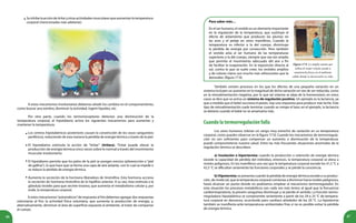 46 47
Seinhibelaaccióndetiritaryotrasactividadesmuscularesqueaumentanlatemperatura
corporal (mencionadas más adelante).
•
A estos mecanismos involuntarios debemos añadir los cambios en el comportamiento,
como buscar una sombra, disminuir la actividad, ingerir líquidos, etc.
Por otra parte, cuando los termorreceptores detectan una disminución de la
temperatura corporal, el hipotálamo activa los siguientes mecanismos para aumentar y
mantener la temperatura:
Los centros hipotalámicos posteriores causan la constricción de los vasos sanguíneos
periféricos, reduciendo de esta manera la pérdida de energía térmica a través de la piel.
El hipotálamo estimula la acción de “tiritar” (tiritera). Tiritar puede elevar la
producción de energía térmica cinco veces sobre lo normal a través del movimiento
muscular involuntario.
El hipotálamo permite que los pelos de la piel se pongan erectos (piloerección o “piel
de gallina”), lo que hace que se forme una capa de aire aislante, con lo cual se impide o
se reduce la pérdida de energía térmica.
Aumenta la secreción de la hormona liberadora de tirotrofina. Esta hormona acciona
la secreción de hormona tirotrofina de la hipófisis anterior. A su vez, ésta estimula a la
glándula tiroides para que secrete tiroxina, que aumenta el metabolismo celular y, por
ende, la temperatura corporal.
A estos mecanismos“automáticos”de respuesta al frío debemos agregar dos respuestas
voluntarias al frío: la actividad física voluntaria, que aumenta la producción de energía, y,
alternativamente, disminuir el área de superficie expuesta al ambiente, al tratar de compactar
el cuerpo.
Para saber más…
En el ser humano, el vestido es un elemento importante
en la regulación de la temperatura, que sustituye el
efecto de aislamiento que producen las plumas en
las aves y el pelaje en otros mamíferos. Cuando la
temperatura es inferior a la del cuerpo, disminuye
la pérdida de energía por convección. Pero también
el vestido aísla al ser humano de las temperaturas
superiores a la del cuerpo, siempre que sea tan amplio
que permita el movimiento adecuado del aire a fin
de facilitar la evaporación. En la exposición directa al
sol, contra lo que se suele creer, los vestidos amplios
y de colores claros son mucho más refrescantes que la
desnudez. (figura 17.9).
Figura 17.9. La amplia manta que
utiliza la mujer wayúu ayuda a
mantenerla fresca en el ambiente
cálido donde se desenvuelve su vida.
También existen procesos en los que los efectos de una pequeña variación en un
sistema incluyen un aumento en la magnitud de dicha variación en vez de ser reducida, como
en la retroalimentación negativa, por lo que tal sistema se aleja de la homeostasis; en estos
casos se dice que se activa un sistema de regulación positiva. Un ejemplo es la lactancia, ya
que a medida que el bebé succiona el pezón, hay una respuesta para producir más leche. Este
tipo de retroalimentación suele terminar cuando se rompe el lazo; en el ejemplo, la lactancia
se detiene cuando el bebé no se amamanta más.
Cuandolatermorregulaciónfalla
Los seres humanos toleran un rango muy estrecho de variación en su temperatura
corporal, como puedes observar en la figura 17.10. Cuando los mecanismos de termorregula-
ción no son suficientes para compensar un aumento o disminución de la temperatura,
puede comprometerse nuestra salud. Entre las más frecuentes situaciones anormales de la
regulación térmica se describen:
a) Insolación o hipertermia: cuando la producción o retención de energía térmica
excede la capacidad de pérdida del individuo, entonces, la temperatura corporal se eleva a
niveles peligrosos. En los mamíferos una vez que la temperatura corporal excede los 41,5 °C a
42,5 °C se dificultan seriamente las funciones corporales y se pierde la conciencia.
b) Hipotermia: se presenta cuando la pérdida de energía térmica excede a su produc-
ción, de modo tal, que la temperatura corporal comienza a disminuir hacia niveles peligrosos,
hasta alcanzar un punto donde no podríamos emplear el mecanismo termorregulador. En
esta situación los procesos metabólicos son cada vez más lentos al igual que la frecuencia
cardiorrespiratoria, la presión sanguínea disminuye y se pierde el sentido. La función termo-
rreguladora hipotalámica se compromete seriamente a partir de los 29 a 25 °C de tempera-
tura corporal en descenso, ocurriendo paro cardíaco alrededor de los 20 °C. La hipotermia
también se manifiesta ante temperaturas ambientales frías si no es posible evitar la pérdida
de energía térmica.
•
•
•
•
 
