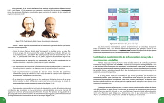 50 51
Años después de la muerte de Bernard, el fisiólogo estadounidense Walter Cannon
(1871-1945) (figura 17.13) desarrolló esta hipótesis y acuñó en 1929 el término homeostasis
como “Los procesos fisiológicos coordinados que mantienen la mayoría de los estados del
organismo [constantes]”.
Figura 17.13. Claude Bernard y Walter Cannon, descubridores de la homeostasis.
Vamos a definir algunas propiedades de la homeostasis partiendo de lo que hemos
visto de la termorregulación:
Como el mismo Cannon afirmó, esta “constancia” en realidad no es un valor fijo,
sino un rango más o menos estrecho según el organismo, alrededor del cual este
se mantiene activo y “saludable”. Así, la temperatura “normal” del ser humano es de
36,7 °C, pero puede variar entre 35,5 °C y 40 °C según las circunstancias (figura 17.6).
Los mecanismos de regulación son mantenidos por la acción coordinada de los
sistemas nervioso y endocrino, como viste en cursos anteriores.
Los mecanismos de control de la homeostasis se estructuran en base a sistemas de
retroalimentación negativa y en algunos casos de retroalimentación positiva.
Cada organismo tiene la capacidad de vivir en ciertos intervalos de parámetros
ambientales (rango de tolerancia), que a veces pueden ser sobrepasados mediante la
aclimatación, la adaptación y la evolución.
Si un organismo no puede mantener los parámetros biológicos dentro de su rango
de normalidad (es decir, si fallan los mecanismos homeostáticos), surge un estado de
enfermedad que puede ocasionar la muerte (ver figura 17.10).
•
•
•
•
•
Ahora puedes comprender las funciones de regulación y control del sistema nervioso
y endocrino que estudiaste en cursos anteriores, considerándolas como una manera del
organismo mantener la homeostasis de diferentes factores. Por ejemplo, la regulación de la
glucosa puede verse como un sistema de retroalimentación negativa que mantiene dentro de
un rango estrecho la concentración de ésta en la sangre (figura 17.14).
Figura 17.14. Homeostasis de la glucosa en la sangre.
Los mecanismos homeostáticos operan ampliamente en la naturaleza, incluyendo
todos los sistemas vivos y sus diversos modos de organizarse; por ejemplo, actúan en una
población, comunidad o ecosistema. La hipótesis Gaia considera la proposición de que operan
mecanismos homeostáticos en el sostenimiento de la biosfera misma.
Contribuir al mantenimiento de la homeostasis nos ayuda a
mantenernos saludables
Hemos visto que el cuerpo humano tiene variados sistemas de control que permiten
mantener la vida y responder ante el estrés. El estrés es una respuesta fisiológica frente a uno
o más factores que constituyen una amenaza a la sobrevivencia. Dado que el organismo se
encuentra permanentemente expuesto a variaciones más o menos discretas de un sinnúmero
de variables físicas y químicas, se puede decir que el estado de estrés es permanente y no un
estado circunstancial o repentino.
A la larga, habrá estrés en la medida en que existan gradientes en el entorno de:
temperatura, acidez, gases, presiones, etc. La respuesta al estrés involucra, por tanto, muchos
mecanismos homeostáticos simultáneos. Hay estrés cuando practicamos un deporte, pero
también cuando recibimos una noticia que nos impacta, cuando nos aplican una prueba o nos
subimos a la montaña rusa.
Debemos aprender a hacerle caso a nuestro cuerpo cuando manda señales de altera-
ción del equilibrio en algún factor. Por ejemplo, la sensación de agotamiento que sentimos
cuando hacemos ejercicio intenso, es una señal de que el cuerpo se está sobrecalentando
(entre otros factores) y así obligarnos a detenernos antes de que colapsemos, dándonos
chance para hidratarnos y compensar la pérdida de líquidos por sudoración.
 
