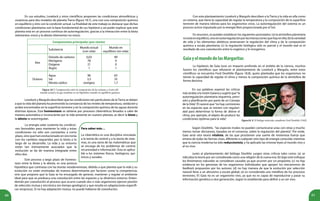 60 61
En sus estudios, Lovelock y otros científicos proponen las condiciones atmosféricas y
oceánicas para dos modelos de planeta Tierra (figura 18.7), uno con una composición química
en equilibrio y otro con la condición actual. La finalidad de este trabajo es destacar que dichas
condiciones planetarias son la base fundamental de sus hipótesis y así poder explicar que este
planeta está en un proceso continuo de autorregulación, gracias a la interacción entre la biota
(elementos vivos) y la abiota (elementos no vivos).
Figura 18.7. Comparación entre la composición de los océanos y el aire del
mundo actual y la que tendrían en un hipotético mundo en equilibrio químico.
Lovelock y Margulis describen que las condiciones tan particulares de laTierra se deben
a que la vida del planeta ha promovido la constancia de los niveles de temperatura, oxidación y
acidez encontrados en la superficie terrestre y en la composición química de las aguas durante
distintas épocas. Esta homeostasis se obtiene por procesos cibernéticos llevados a cabo de
manera automática e inconsciente por la vida presente en nuestro planeta, es decir la biota y
la abiota se autorregulan.
Para saber más…
La cibernética es una disciplina vinculada
a la teoría de control y a la teoría de siste-
mas, es una rama de las matemáticas que
se encarga de los problemas de control,
recursividad e información. Ésta es aplica-
ble a los sistemas físicos, biológicos, quí-
micos y sociales.
La energía solar sustenta las condicio-
nes favorables para mantener la vida y estas
condiciones no sólo son constantes a corto
plazo, sino que han evolucionado en sincronía
con los cambios requeridos por la biota a lo
largo de su desarrollo. La vida y su entorno
están tan íntimamente asociados que la
evolución se da de manera integrada entre
ellos dos.
Este proceso a largo plazo de homeos-
tasis entre la biota y la abiota, es una postura
hipotética que contrasta con las teorías neodarwinistas, debido a que plantea que la vida y su
evolución no están motivadas de manera determinante por factores como la competencia;
sino que propone que la Gaia se ha encargado de generar, mantener y regular el ambiente
ideal para que se produzca una coevolución entre las especies y su dinámico entorno. Enten-
diendo por coevolución al proceso que ocurre cuando dos o más organismos ejercen presión
de selección mutua y sincrónica (en tiempo geológico) y que resulta en adaptaciones específi-
cas recíprocas. Si no hay adaptación mutua, no puede hablarse de coevolución.
Con este planteamiento Lovelock y Margulis describen a la Tierra y la vida en ella como
un sistema, que tiene la capacidad de regular la temperatura y la composición de la superficie
terrestre de manera idónea para los organismos vivos. La autorregulación del sistema es un
proceso activo impulsado por la energía libre proporcionada por el Sol.
En resumen, se pueden establecer los siguientes postulados: (a) la atmósfera planetaria
noestáenequilibrio,sinoenautorregulaciónporlasinteraccionesquehayenella;(b)lavariedad
de vida y los elementos abióticos promueven la regulación del clima y de la composición
química a escala planetaria; (c) la regulación biológica sólo es parcial y el mundo real es el
resultado de una coevolución entre lo orgánico y lo inorgánico.
GaiayelmundodelasMargaritas
La hipótesis de Gaia tuvo un impacto profundo en el ámbito de la ciencia, muchos
fueron los científicos que refutaron el planteamiento de Lovelock y Margulis, entre estos
científicos se encuentra Ford Doolittle (figura 18.8), quien planteaba que los organismos no
tienen la capacidad de regular el clima y menos la composición química de la atmósfera de
forma decisiva.
Figura18. 8. El biólogo molecular canadiense Ford Doolittle (1942).
En sus palabras expresó las críticas
más ácidas a la visión Gaiana y sugirió que“la
autorregulación planetaria requeriría, previ-
sión y planificación por parte de un Consejo
de la Vida”. Él razonó que“no hay comisiones
en las especies que se reúnen con regulari-
dad para determinar la forma de alterar el
clima, por ejemplo, al objeto de producir las
condiciones óptimas para la vida”.
Según Doolittle, “las especies rivales no pueden comunicarse unas con otras y mucho
menos tomar decisiones, basadas en el consenso, sobre la regulación del planeta”. Por ende,
Gaia sería otra teoría vitalista, de las que proclaman una suerte de misteriosa fuerza que
emana de todas las formas vivas, diferente a cualquier otro tipo de energía conocida; mientras
que la ciencia moderna ha sido reduccionista, y ha aplicado las mismas leyes al mundo vivo y
al no vivo.
Junto al planteamiento del biólogo Doolitte surgen otras críticas tales como: (a) se
ridiculiza la teoría por ser considerada como una religión de la nueva era; (b) bajo este enfoque
los fenómenos naturales se consideran causales ya que ocurren por un propósito; (c) no hay
evidencia en los genomas de los organismos individuales que apoyen los mecanismos de
feedback propuestos por los autores; (d) no hay manera de que la evolución por selección
natural lleve a un altruismo a escala global; (e) es considerada una metáfora de los procesos
terrestres; (f) Gaia no es un organismo vivo, ya que no es capaz de reproducirse y pasar su
información genética a otra generación, según lo establecido para definir a un ser vivo.
Componentes principales (por ciento)
Substancia
Mundo actual
(con vida)
Mundo en
equilibrio-(sin vida)
Aire
Dióxido de carbono
Nitrógeno
Oxígeno
Argón
0,03
78
21
1
99
0
0
1
Océano
Agua
Sal
Nitrato sódico
96
3,5
vestigios
63
35
1,7
 
