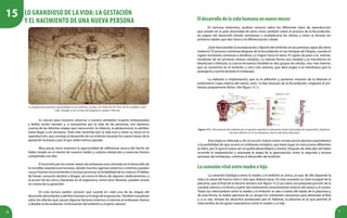 6 7
Es común para nosotros observar a nuestro alrededor mujeres embarazadas
y bebés recién nacidos y, si avanzamos por la vida de las personas, nos daremos
cuenta de las distintas etapas que transcurren: la infancia, la adolescencia, la adultez,
hasta llegar a ser ancianos. Todo este recorrido por la vida tuvo y tiene su inicio en la
reproducción, que condujo al desarrollo de un embrión durante los nueve meses de la
gestación humana y por el que todos hemos pasado.
Muy pocas veces tenemos la oportunidad de reflexionar acerca del hecho de
haber estado en el vientre de nuestra madre y cuántos obstáculos y vivencias hemos
compartido con ella.
El recorrido por los nueve meses de embarazo está centrado en el desarrollo de
la increíble arquitectura humana, donde muchos agentes externos e internos pueden
causar fuertes inconvenientes e incluso provocar la inviabilidad de la criatura. El hábito
de fumar, consumir alcohol y drogas, así como el efecto de algunos medicamentos, o
la acción de los virus y bacterias en el organismo, entre otros factores, pueden actuar
en contra de la gestación.
En esta lectura podrás conocer qué sucede en cada una de las etapas del
desarrollo del embrión y del feto humano a lo largo de la gestación.También estudiarás
sobre los efectos que causan algunos factores externos e internos al embarazo. Vamos
a detallar la fecundación, la formación del embrión y el parto natural.
La arquitectura humana representada en un embrión, un feto y la visión de Da Vinci de las medidas corpo-
rales, basada en los escritos del arquitecto romano Vitruvio.
Eldesarrollodelavidahumanaennuevemeses
En lecturas anteriores, pudiste conocer sobre los diferentes tipos de reproducción
que existen en la gran diversidad de seres vivos; también sobre el proceso de la fecundación,
las etapas del desarrollo donde comienzan a multiplicarse las células y cómo se forman los
primeros tejidos que dan inicio a la diferenciación celular.
¿Qué hace posible la incorporación y fijación del embrión en las primeras capas del útero
materno? El proceso comienza después de la fecundación en las trompas de Falopio, cuando el
cigoto resultante comienza a dividirse y a migrar hacia el útero. El cigoto da paso a la mórula,
resultante de las primeras mitosis celulares. La mórula forma una cavidad y se transforma en
blastocisto o blástula, la cual se encuentra dividida en dos grupos de células; uno, más interno,
que se convertirá en el embrión, y otro más externo, que dará origen a la membrana que lo
protegerá y nutrirá durante el embarazo.
La nidación o implantación, que es la adhesión y posterior invasión de la blástula al
endometrio (capa interna del útero), unos 14 días después de la fecundación, originará al em-
barazo propiamente dicho. (Ver figura 15.1).
Figura 15.1. Movimiento del embrión por el aparato reproductor femenino desde la fecundación (izquierda). Implanta-
ción del embrión en el revestimiento interno del útero (derecha).
Esta etapa es delicada y, de no ocurrir, traería como consecuencia abortos espontáneos
o la posibilidad de que ocurra un embarazo ectópico, que tiene lugar en estructuras diferentes
al útero, por lo que el nuevo ser no podrá desarrollarse y morirá. Después de siete días de haber
ocurrido la implantación y avanzada la etapa de la gastrulación, entre la segunda y tercera
semanas del embarazo, continúa el desarrollo del embrión.
Laconexiónvitalentremadreehijo
La conexión biológica entre la madre y el embrión es única, ya que de ella depende la
vida y la salud del futuro niño o niña que deberá nacer. En esta conexión es clave el papel de la
placenta, que al final de la tercera semana (ver figura 15.2) ya cubre una pequeña porción de la
cavidad uterina y se forma a partir del endometrio (revestimiento interno del útero) y el corion.
Todos los intercambios entre la madre y el embrión se dan a través del tejido de la placenta y,
de esta forma, la madre aportará de su sangre los nutrientes necesarios para alimentar al feto
y, a su vez, tomará los desechos producidos por él. Además, la placenta es la que permite el
intercambio de los gases respiratorios entre la madre y su hijo.
Lo grandioso de la vida: la gestación
y el nacimiento de una nueva persona
15
 