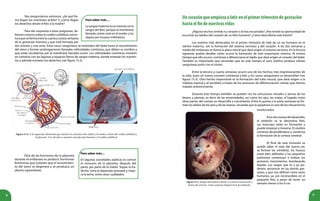 8 9
Para saber más…
Lasangrematernanosemezclaconla
sangre del feto, porque la membrana
llamada corion está en el medio y los
separa por escasos milímetros.
Para saber más…
En algunas sociedades asiáticas es común
el consumo de la placenta, después del
parto, por parte de la madre. Según la tra-
dición, evita la depresión posnatal y mejo-
ra la leche, entre otras cualidades.
Nos preguntamos entonces, ¿de qué for-
ma llegan los nutrientes al feto? Y, ¿cómo llegan
los desechos desde el feto a la madre?
Para dar respuesta a estas preguntas, de-
bemos conocer sobre el cordón umbilical, estruc-
tura que se forma entre la cuarta y octava semanas
de la gestación humana y que está formada por
dos arterias y una vena. Estos vasos sanguíneos se extienden del bebé hasta el revestimiento
del útero y forman prolongaciones llamadas vellosidades coriónicas, que deben su nombre a
que están recubiertas por la membrana llamada corion. Las vellosidades coriónicas entrarán
en contacto con las lagunas o espacios llenos de sangre materna, donde tomarán los nutrien-
tes y adonde enviarán los desechos (ver figura 15.2).
Figura 15.2. A la izquierda, ilustración que muestra la conexión entre el feto y la madre a través del cordón umbilical y
la placenta. A la derecha se muestra una placenta humana y el cordón umbilical.
Otra de las funciones de la placenta
durante el embarazo es producir hormonas
femeninas que evitarán que el revestimien-
to del útero se degenere y se produzca un
aborto espontáneo.
Uncorazónqueempiezaalatirenelprimertrimestredegestación
hastaelfindenuestrasvidas
¿Alguna vez has sentido tu corazón o lo has escuchado? ¿Has tenido la oportunidad de
escuchar los latidos del corazón de un feto humano? ¿Cómo describirías este hecho?
Los eventos más destacados en el primer trimestre de vida de un ser humano en el
vientre materno, son la formación del sistema nervioso y del corazón. A las dos semanas y
media del embarazo se forma la placa neural que dará origen al sistema nervioso. En la lectura
siguiente podrás detallar cómo ocurre la formación de este importante sistema. Al mismo
tiempo que ello ocurre, comienza a diferenciarse el tejido que dará origen al corazón del bebé.
También es importante que recuerdes que en este tiempo el saco vitelino produce células
sanguíneas junto con el corion.
Entre la tercera y cuarta semanas ocurre uno de los hechos más impresionantes de
la vida, pues un nuevo corazón comienza a latir y los vasos sanguíneos se desarrollan (ver
figura 15.3). Otro hecho importante es la formación del tubo neural, que dará origen a la
médula espinal y al encéfalo a través de los procesos de diferenciación celular que hemos
tratado anteriormente.
Durante este tiempo también se pueden ver las estructuras iniciales o yemas de los
brazos y piernas, es decir de las extremidades, así como los ojos, las orejas, el hígado, entre
otras partes del cuerpo en desarrollo y crecimiento. Entre la quinta y la sexta semanas se for-
man los dedos de los pies y de las manos, recuerda que la apoptosis es uno de los mecanismos
Figura 15.3. Imagen del embrión donde se evidencia la posición y
forma del corazón, varias semanas después de la fecundación.
involucrados.
A los dos meses del desarrollo,
al embrión se le denomina feto,
sus músculos están en formación y
puede empezar a moverse. El cerebro
continúa desarrollándose y comienza
la formación de la corteza cerebral.
Al final de este trimestre se
puede saber el sexo del nuevo ser,
se forman las vértebras, los huesos
están bien definidos y los pequeños
pulmones comienzan a realizar los
primeros movimientos bombeando
líquido. Los rasgos que tú y yo po-
demos reconocer en las demás per-
sonas, y que nos definen como seres
humanos, ya son reconocibles en el
pequeño feto a pesar de tener un
tamaño menor a los 6 cm.
 