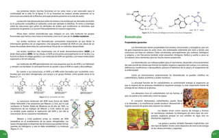116 117
Las proteínas tienen muchas funciones en los seres vivos y son esenciales para la
continuidad de la vida. En la figura 21.10 se muestran los enlaces amidas presentes en la
estructura secundaria de la fibroína, principal proteína presente en la tela de araña.
Lareacciónmásdestacadaquesufrenlosésteresylasamidasporserderivadosdeácidos
es la sustitución nucleofílica al carbonilo, como por ejemplo la hidrólisis. Te invito a investigar
sobre las reacciones que sufren los derivados de ácidos, qué condiciones se necesitan, qué
productos se generan y si ocurren frecuentemente en nuestro organismo.
Ahora bien, existen biomoléculas que integran en una sola molécula los grupos
funcionales que hemos visto hasta el momento como es el caso de los ácidos nucleicos.
Los ácidos nucleicos son biomoléculas sumamente importantes ya que llevan la
información genética de un organismo. Una pequeña cantidad de ADN en una célula de un
huevo fecundado determina las características físicas de un individuo desarrollado.
Los ácidos nucleicos más importantes son el ácido desoxirribonucleico (ADN) y el
ácido ribonucleico (ARN). En las células, el ADN se encuentra principalmente en el núcleo, y su
función es llevar el código genético. Las moléculas de ADN son grandes, con masas moleculares
superiores a 50 mil millones.
Las moléculas de ARN generalmente son más pequeñas que las de ADN, y se hidrolizan
y rompen con facilidad. Su principal función es ayudar a que el ADN se copie y descodifique.
En cuanto a sus estructuras, el ADN y el ARN están formados por nucleótido cons-
tituidos por una base nitrogenada, una azúcar y un grupo fosfato, como puede verse en la
figura 21.11.
Figura 21.11. Nucleótidos del ARN.
La estructura molecular del ADN tiene forma de doble
hélice helicoidal y fue propuesta por Watson y Crick, por lo cual
recibieron el Premio Nobel de Medicina en el año de 1962. La
importancia de los trabajos de Watson y Crick radica en que
su modelo pudo explicar la replicación del ADN y con ella la
transmisión de los caracteres hereditarios.
Watson y Crick pudieron armar su modelo de ADN
basándose en el acoplamiento de las bases nitrogenadas. Las
basesnitrogenadassedisponíandetalmaneraquepodíanformar
puentes de hidrógeno: y esto le daba estabilidad a la molécula
(figura 21.12).
Figura 21.12. Puentes de hidrógeno presentes en las bases nitrogenadas.
Biomoléculas
Propiedades generales
Las biomoléculas tienen propiedades funcionales, estructurales y energéticas que son
de gran importancia para los seres vivos. Son sintetizadas solamente por éstos y tienen una
estructura con base en carbono. Están constituidas, principalmente, por carbono, hidrógeno
y oxígeno, y con frecuencia también están presentes nitrógeno, fósforo y azufre; a veces se
incorporan otros elementos pero en mucha menor proporción.
Las biomoléculas son indispensables para el nacimiento, desarrollo y funcionamiento
de cada una de las células que forman los tejidos, órganos y aparatos del cuerpo, y su carencia,
deficiencia, insuficiencia o desequilibrio, provoca el deterioro de la salud y el surgimiento de
la enfermedad.
Como ya mencionamos anteriormente las biomoléculas se pueden clasificar en
carbohidratos, lípidos, proteínas y ácidos nucleicos.
La principal función de los carbohidratos es suministrarle energía al organismo ya
que la mayoría de los procesos metabólicos requieren energía. La más importante fuente de
energía de las células es la glucosa.
Los alimentos ricos en carbohidratos son las harinas, el
pan, las pastas y los tubérculos como las papas.
El consumir demasiados carbohidratos puede llevar
a la obesidad, y la insuficiencia puede producir desnutrición o
ingesta excesiva de grasas para reponer las calorías.
Los lípidos sirven como reserva de energía y forman
las membranas celulares. Se distinguen de otros tipos de com-
puestos orgánicos porque no son solubles en agua sino en
disolventes orgánicos.
Las grasas y aceites, también llamados triglicéridos, son
otro tipo de lípidos. Sirven como depósitos de reserva de energía
en las células animales y vegetales.
 