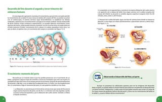 10 11
Desarrollodelfetoduranteelsegundoytercertrimestredel
embarazohumano
En esta etapa de la gestación se produce el avivamiento, que permite a la madre percibir
los movimientos de su bebé. En estos meses los latidos del corazón del feto se pueden escuchar
con un estetoscopio, el sistema nervioso sigue desarrollándose, se establecen los lóbulos
cerebrales y aparecen las circunvoluciones o arrugas en la corteza cerebral. Gracias al desarrollo
de dicho sistema, el feto comienza a experimentar y se pueden detectar movimientos como:
apertura de la boca, el feto puede estirarse y bostezar, succión (muchas veces se puede observar
al bebé mamarse el dedo), movimientos de la cabeza y la cadera, parpadear, entre otros. Los
ojos se abren al séptimo mes y el crecimiento del cuerpo es constante (ver figura 15. 4).
Figura 15.4. Esquema que representa el crecimiento del bebé desde la semana nueve hasta la semana cuarenta.
Elnacimiento:momentodelparto
Recuerda por un instante todo lo que has podido presenciar con el nacimiento de un
bebé, o pregunta a alguna mujer de tu familia o vecina los momentos que vivió con el parto. Es
probablequedescribacómosonlasetapaspreviasalnacimiento.Despuésdeaproximadamente
38 semanas o 266 días, y con un bebé que ha adquirido entre 3 y 4 kilos, con una longitud entre
40 y 55 centímetros, llega el momento del parto, el cual podemos dividirlo en tres fases:
1.Ladilatación:secaracterizaporeliniciodelascontraccionesquevaríandefrecuencia
según avance el proceso de parto, van de 20 a 1 o 2 minutos (son más seguidas cuando
se acerca la fase de expulsión) y por la dilatación del cuello uterino. También, se libera
el líquido amniótico.
2. La expulsión: es la segunda fase y consiste en la máxima dilatación del cuello uterino
y la aparición de la cabeza del bebé. Esta etapa culmina con la salida completa del
cuerpo del infante. Su duración es variable, algunos expertos le asignan entre 30 y 60
minutos, otros, entre 2 y 60 minutos.
3. Después de la salida del bebé, sigue una fase de contracciones donde se expulsa la
placenta, a esta etapa se le llama alumbramiento o placentaria (tercera y última fase).
(ver figura 15. 5).
Figura 15.5. Proceso de parto.
Observando el desarrollo del feto y el parto
Aunque no poseamos los sofisticados aparatos para ver las imágenes del desarrollo
fetal y el parto, se puede utilizar la red de internet para observar virtualmente el desarrollo fetal
y el parto humano. Indaguemos: ¿cuáles serán los principales eventos que se dan a lo largo de
los nueve meses de gestación hasta el día del parto? ¿Cómo son los movimientos del bebé en
la salida? y ¿a qué se deben dichos movimientos?
 