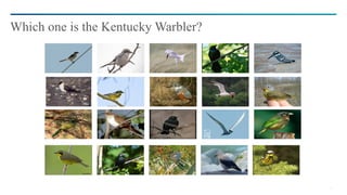 6
Which one is the Kentucky Warbler?
 
