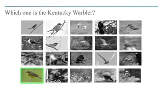 7
Which one is the Kentucky Warbler?
 