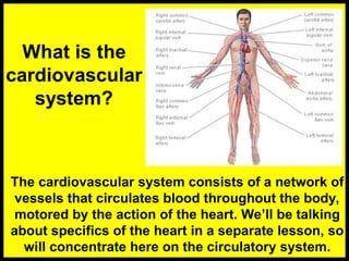 Cardiovascular and Circulatory System notes | PPT