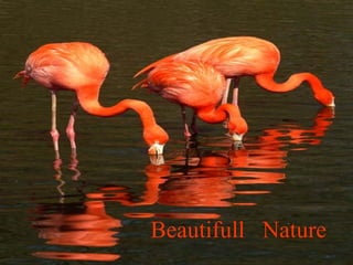 Beautifull  Nature 