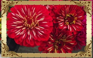 Csodás virágok(10)+ani (nx powerlite)x