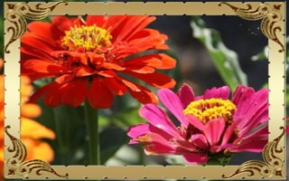 Csodás virágok(10)+ani (nx powerlite)x