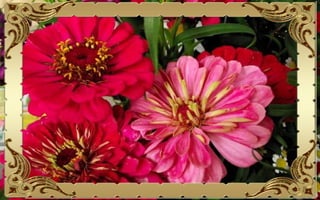 Csodás virágok(10)+ani (nx powerlite)x