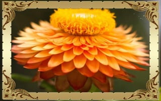 Csodás virágok(10)+ani (nx powerlite)x