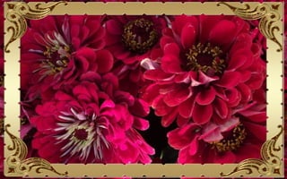 Csodás virágok(10)+ani (nx powerlite)x