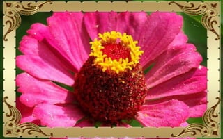 Csodás virágok(10)+ani (nx powerlite)x