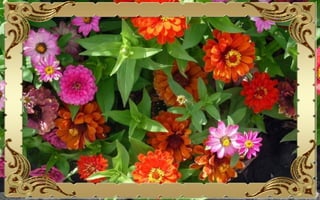 Csodás virágok(10)+ani (nx powerlite)x