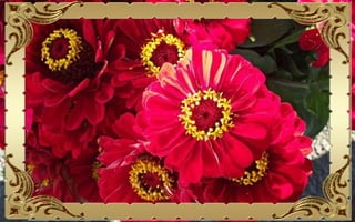 Csodás virágok(10)+ani (nx powerlite)x