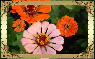 Csodás virágok(10)+ani (nx powerlite)x