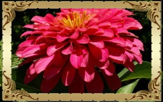 Csodás virágok(10)+ani (nx powerlite)x