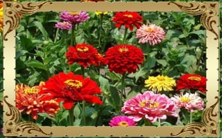 Csodás virágok(10)+ani (nx powerlite)x