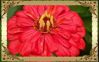 Csodás virágok(10)+ani (nx powerlite)x