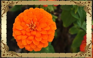 Csodás virágok(10)+ani (nx powerlite)x