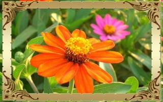 Csodás virágok(10)+ani (nx powerlite)x