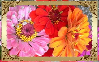 Csodás virágok(10)+ani (nx powerlite)x