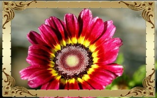 Csodás virágok(10)+ani (nx powerlite)x