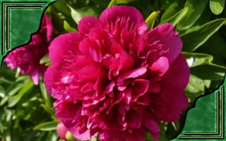 Csodás virágok(7)+ani (nx powerlite)