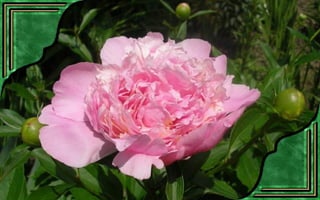 Csodás virágok(7)+ani (nx powerlite)