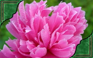 Csodás virágok(7)+ani (nx powerlite)