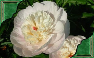 Csodás virágok(7)+ani (nx powerlite)