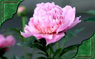 Csodás virágok(7)+ani (nx powerlite)