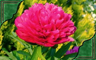 Csodás virágok(7)+ani (nx powerlite)