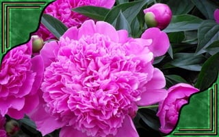 Csodás virágok(7)+ani (nx powerlite)