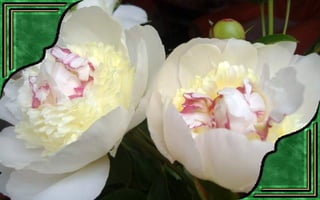 Csodás virágok(7)+ani (nx powerlite)