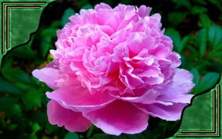 Csodás virágok(7)+ani (nx powerlite)